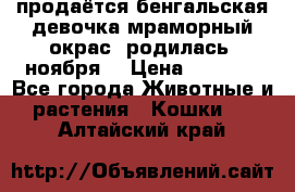 продаётся бенгальская девочка(мраморный окрас).родилась 5ноября, › Цена ­ 8 000 - Все города Животные и растения » Кошки   . Алтайский край